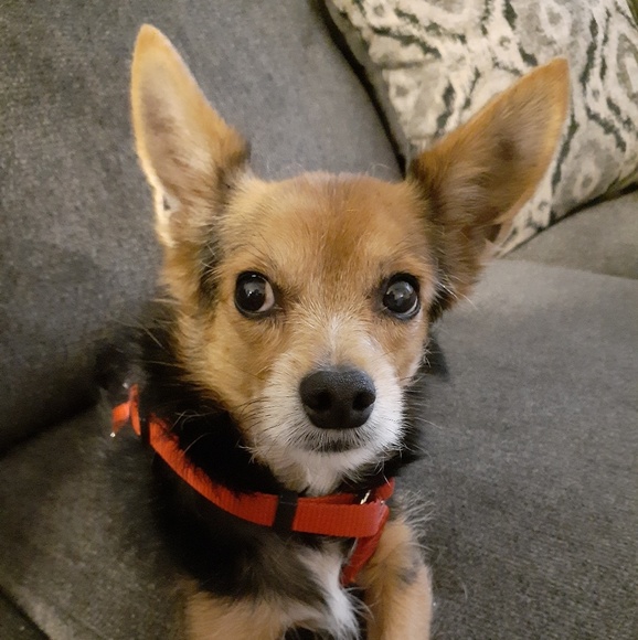 Meet your Posher, Vegas - Picture 2 of 2